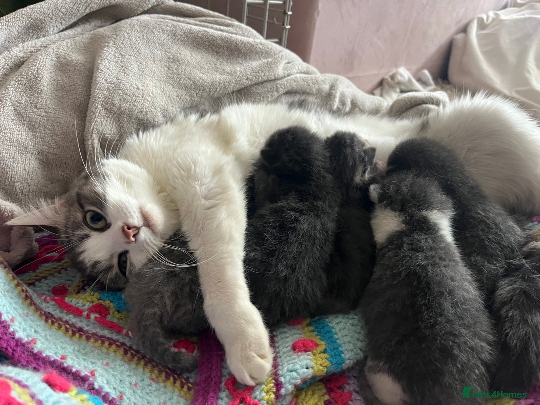 Russian Blue cats for sale: Last little lady  in Waltham Abbey - Image 8