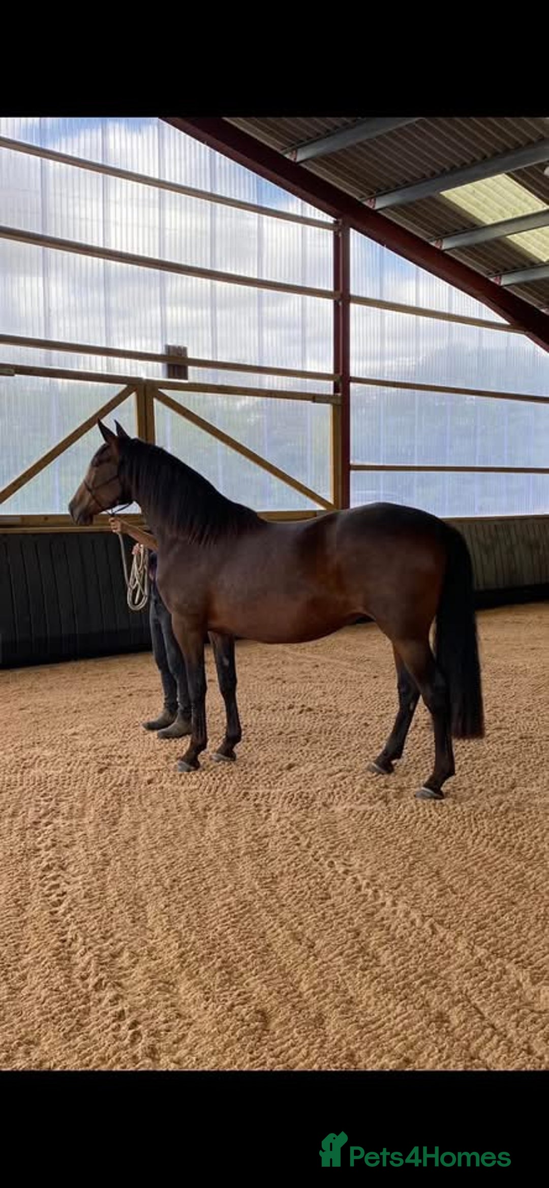 PRE horses for sale: Fully registered PRE mare with superb lineage - Advert 3