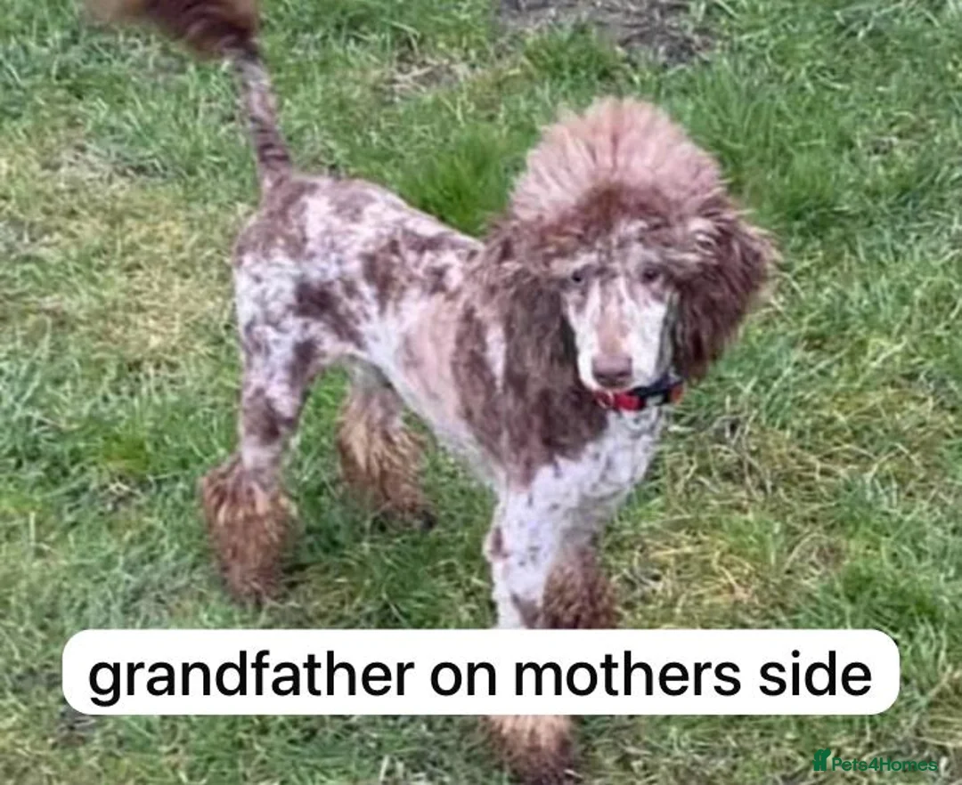 Cockapoo dogs for sale: SEVEN STUNNING F2 MINI COCKAPOOS - Advert 2