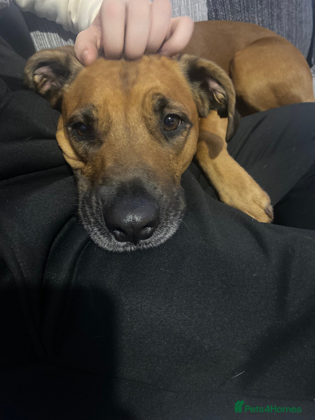 Mixed Breed dogs for sale: Staffy cross. In need of good home!  - Advert 3