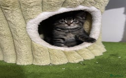Mixed Breed cats for sale: Adorable tabby kittens - Image 2