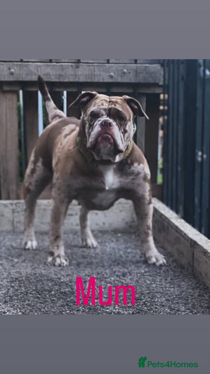 Old Tyme Bulldog dogs Chocolate male for sale  - Advert 1