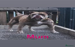 Old Tyme Bulldog dogs for sale: Chocolate male for sale  - Advert 1