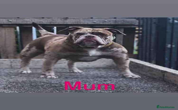 Old Tyme Bulldog dogs Chocolate male for sale  - Advert 7