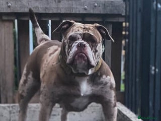 Old Tyme Bulldog dogs Chocolate male for sale - Advert 16