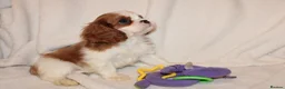 Cavalier King Charles Spaniel dogs for sale: Gorgeous Cavalier King Charles Spaniel puppies - Advert 26