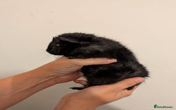 Guinea Pig rodents for sale: 3 x male guinea pigs  - Image 5