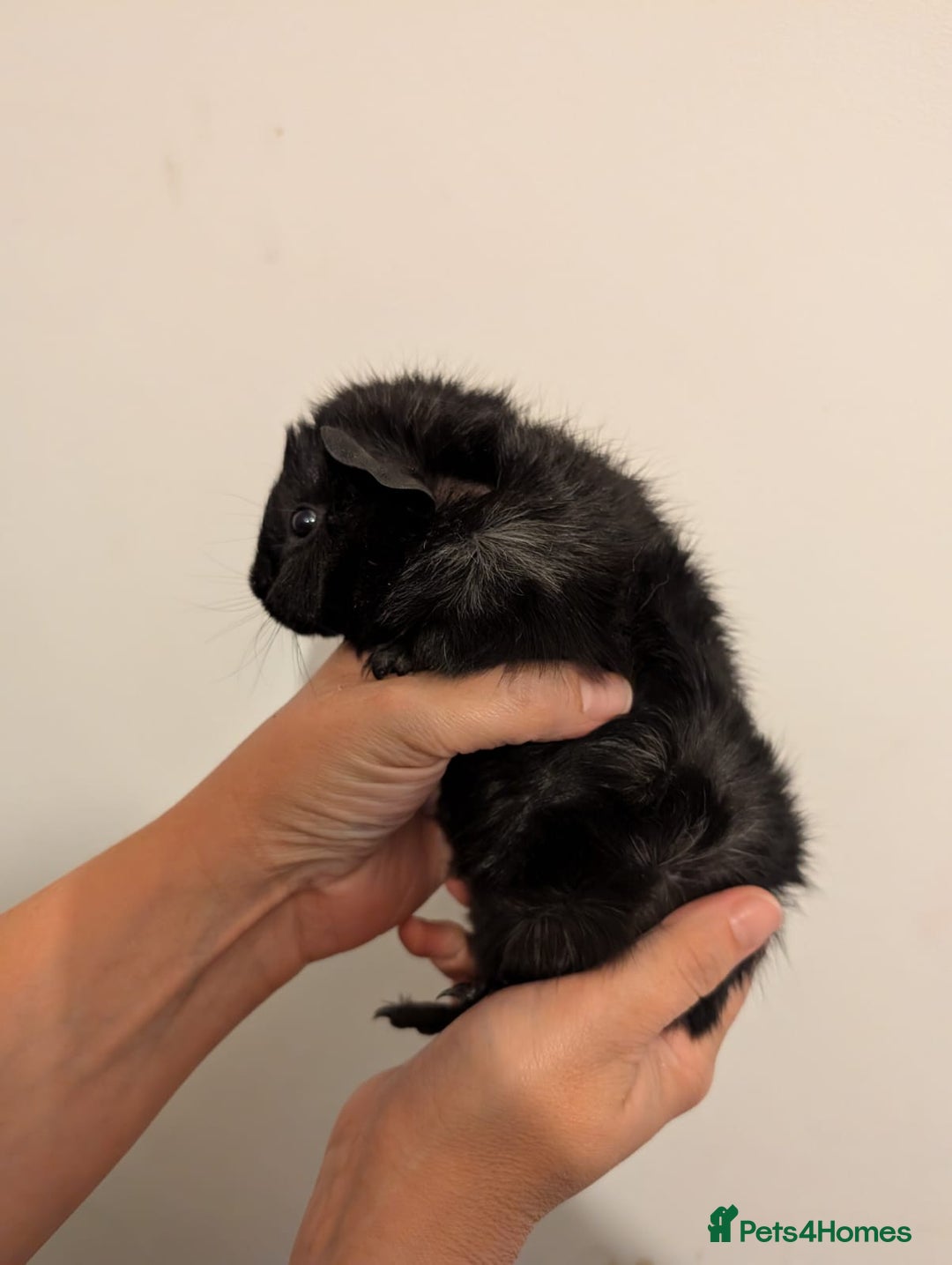 Guinea Pig rodents for sale: 3 x male guinea pigs  - Image 5