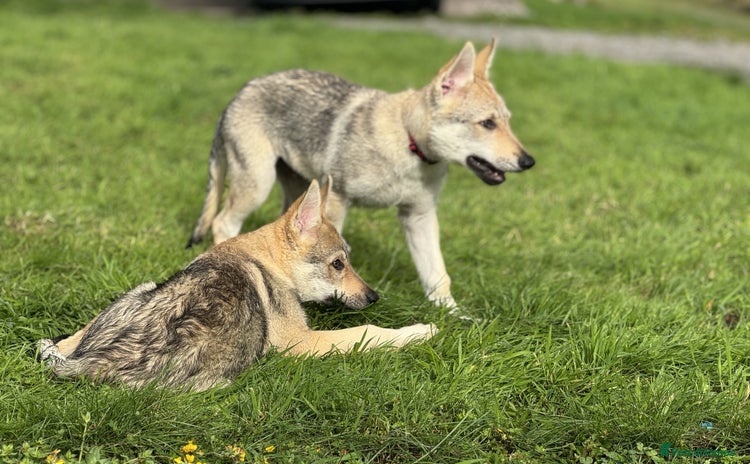 Saarloos Wolfdog dogs - Advert 2