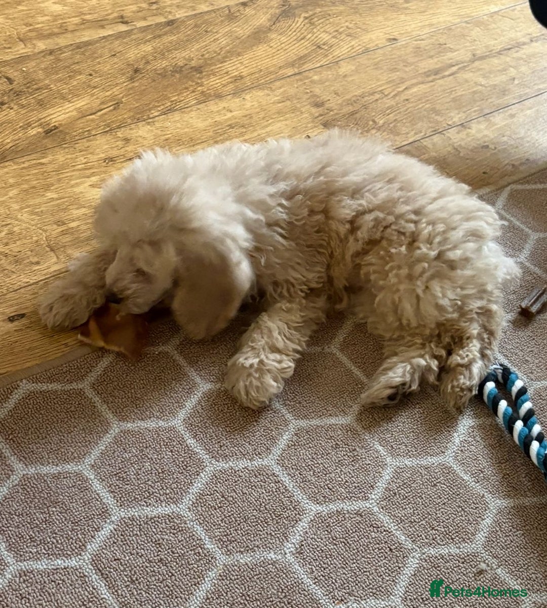 Miniature Poodle dogs for sale: Miniature Puddle puppy 3 months old  - Advert 3