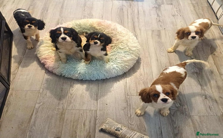 Cavalier King Charles Spaniel dogs - Advert 6