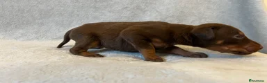 Dobermann Puppy 5