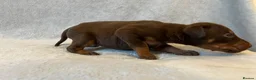Dobermann dogs for sale: European American mix - Advert 9