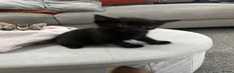 Mixed Breed cats for sale: Mixed Breed Tabby Shorthair Kittens in Sheffield - Advert 15