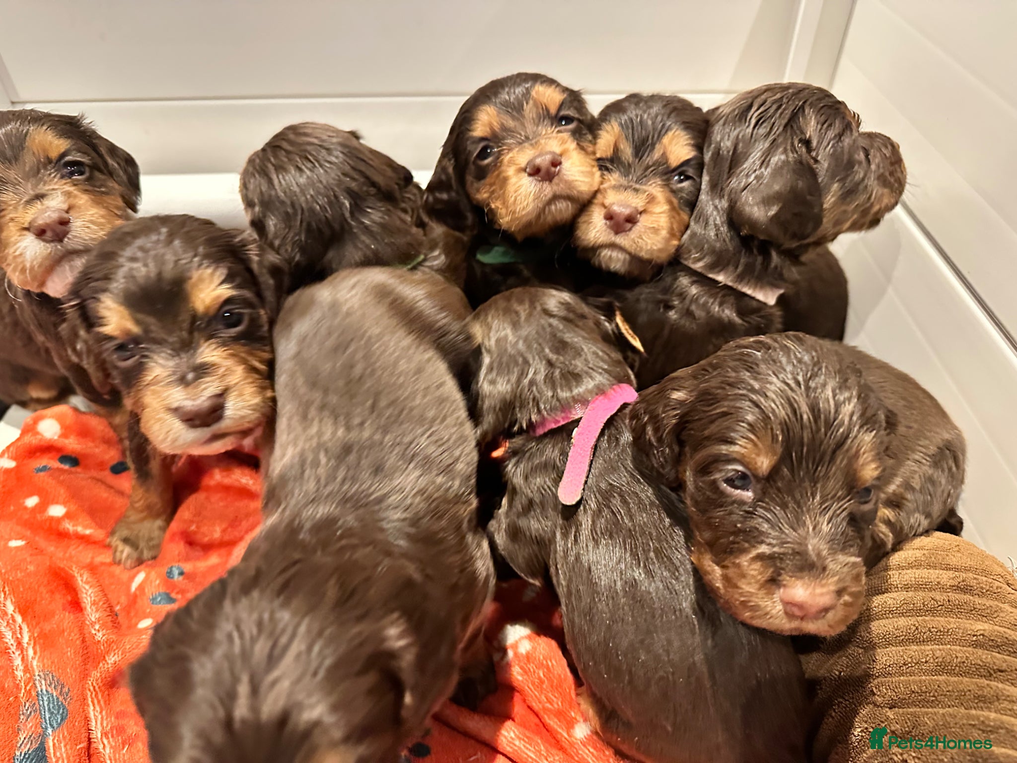 Cocker Spaniel dogs KC working cocker spaniel puppies D+D - Advert 2