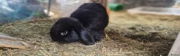 Dwarf Lop rabbits for sale: Adorable, Friendly. Laidback Dwarf Lop Boys 🐰🥰 - Advert 20