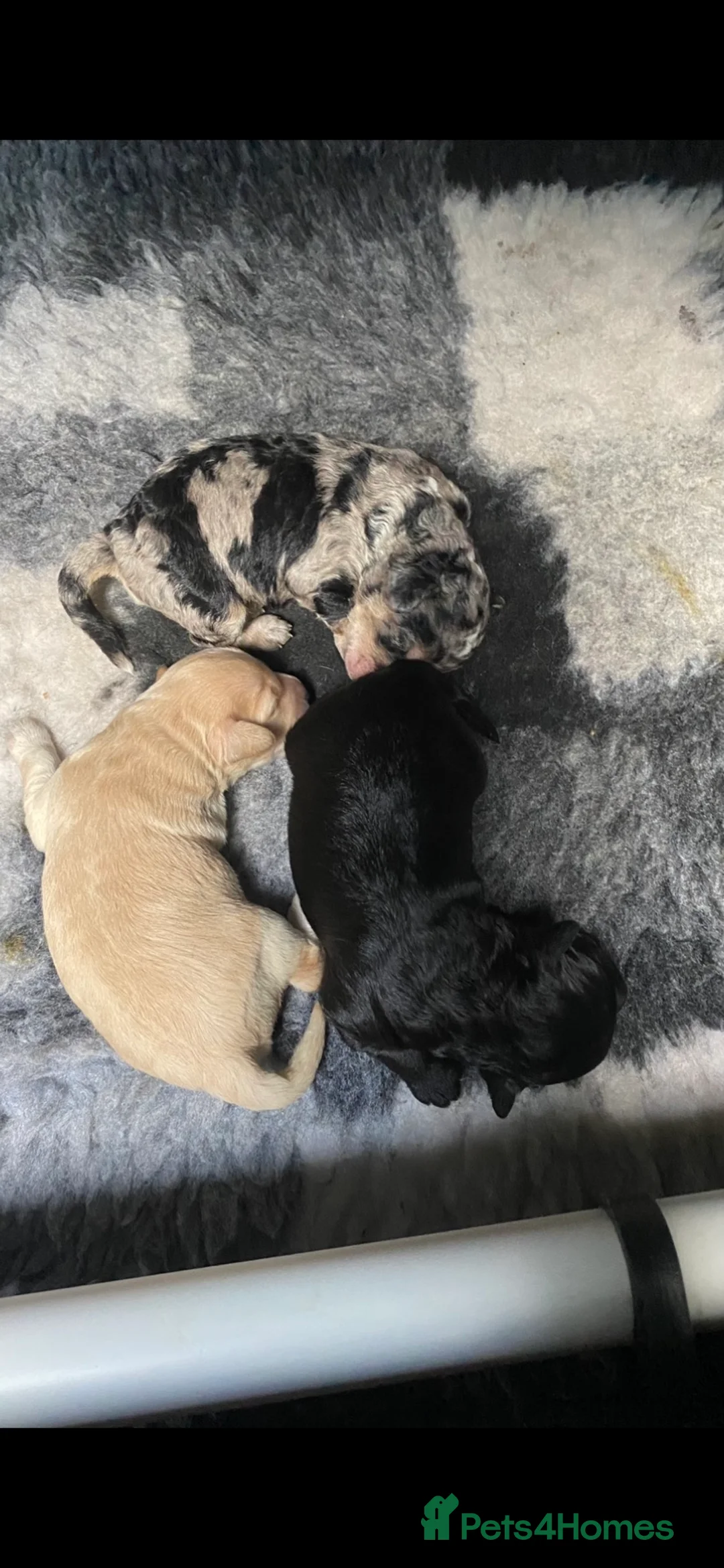 Miniature Poodle dogs for stud: Miniature poodle blue merle for stud in Bradford - Advert 21