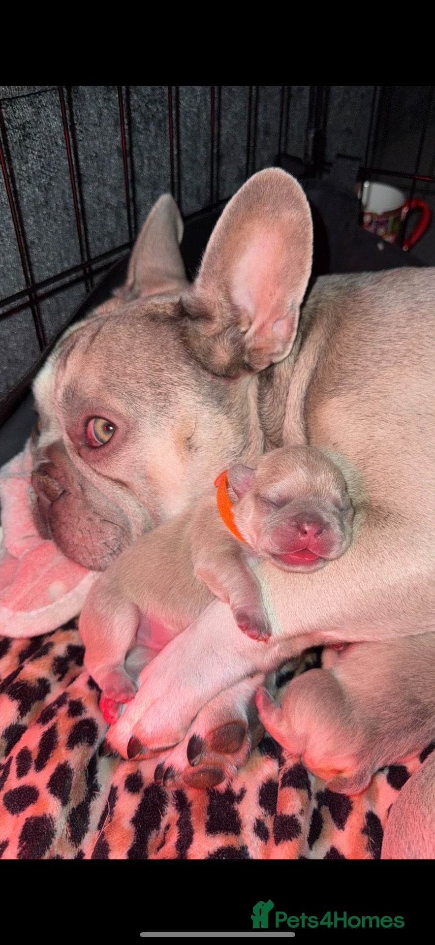 French Bulldog dogs French bulldog puppy’s  - Advert 2
