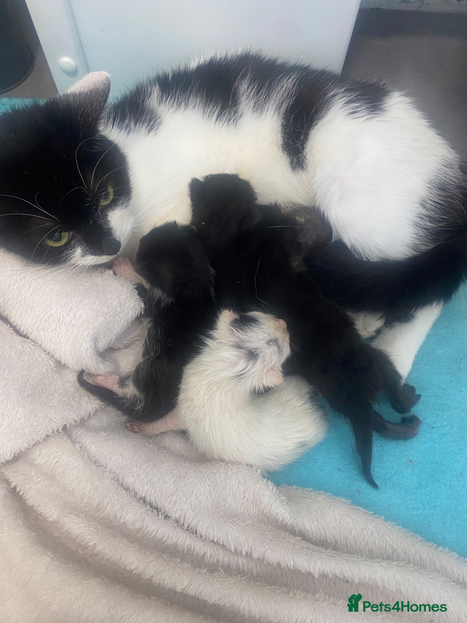 Mixed Breed cats 5 kittens ready for new homes in august - Advert 15