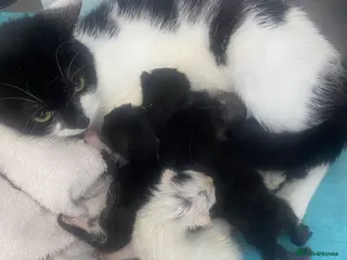 Mixed Breed cats 5 kittens ready for new homes in august - Advert 5