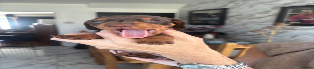Dachshund Puppy 1