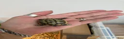 Tortoise reptiles for sale: Hermann baby Tortoises - Advert 3