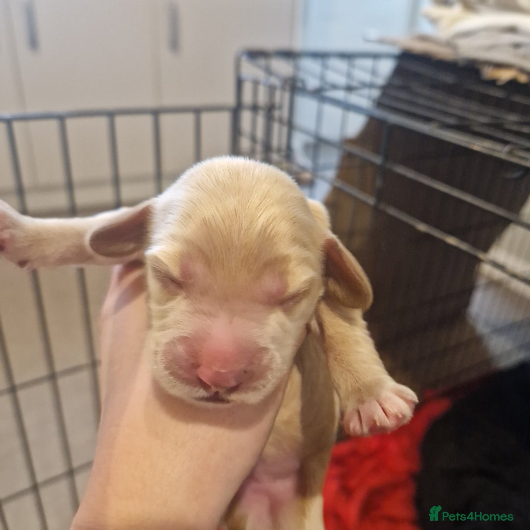 Cockapoo dogs for sale: 6 beautiful F2 cockapoos for sale!    - Advert 5