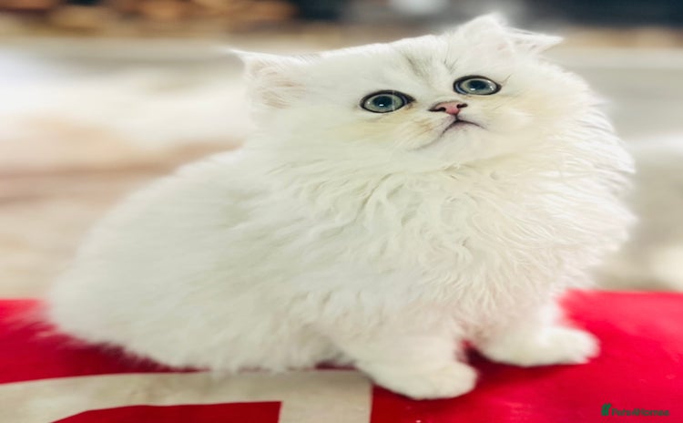 Persian cats Persian Chinchilla silver shadow 🧢 - Advert 1