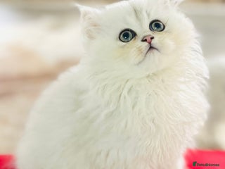 Persian cats Persian Chinchilla silver shadow 🧢 - Advert 2