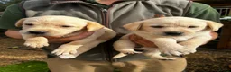Labrador Retriever dogs for sale: KC LABRADOR RETRIEVER PUPPIES - Advert 12