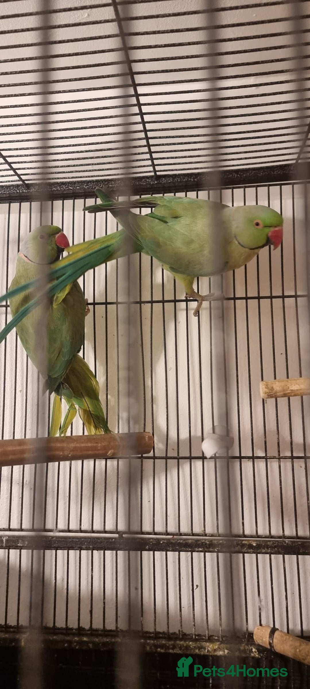 Ringnecks birds for sale: Stunning Indian Ringnecks - Image 16