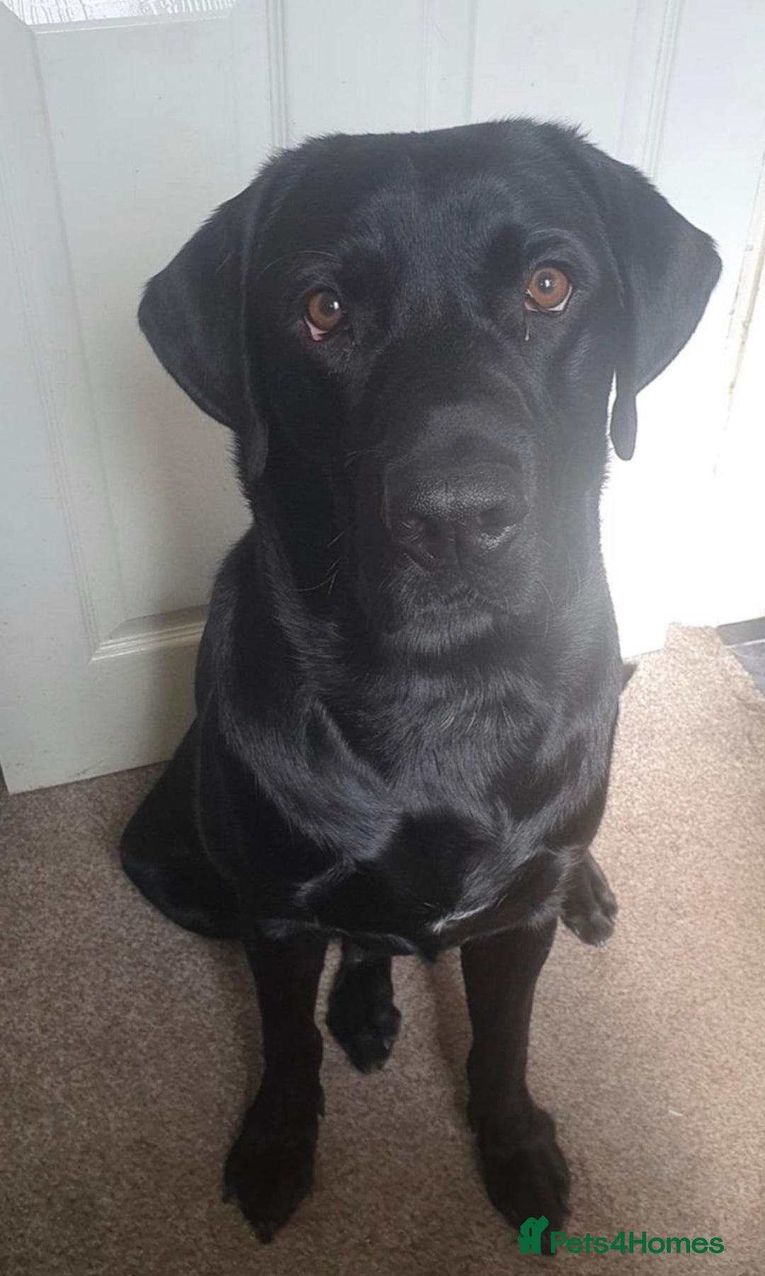 Labrador Retriever dogs for sale: 2 male Labrador’s age 4 and 6 - Advert 2