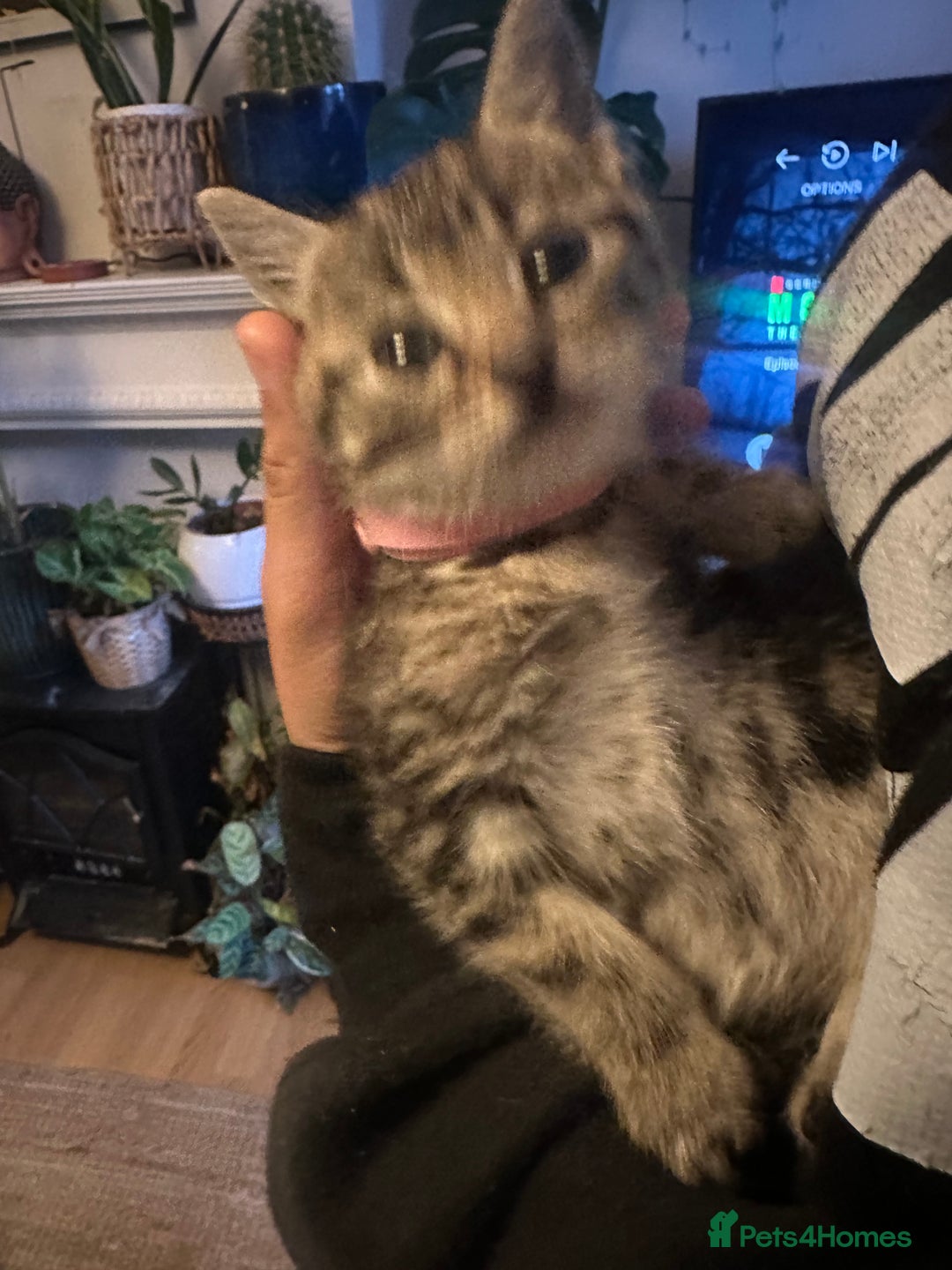 Mixed Breed cats for sale: 3 Beautiful Kittens Remaining  - Image 19