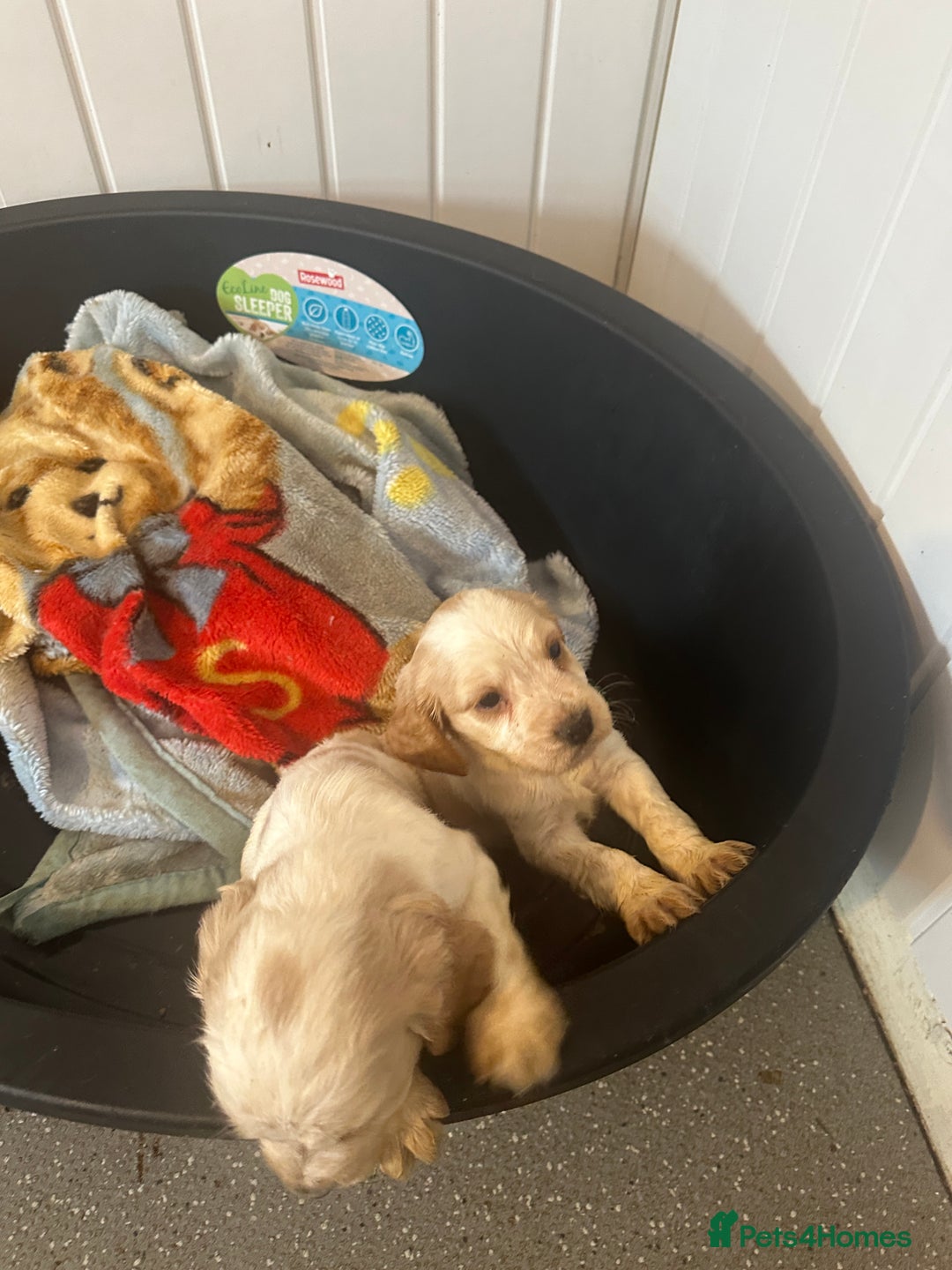 Cocker Spaniel dogs for sale: 1 boy available orange roan  - Advert 8