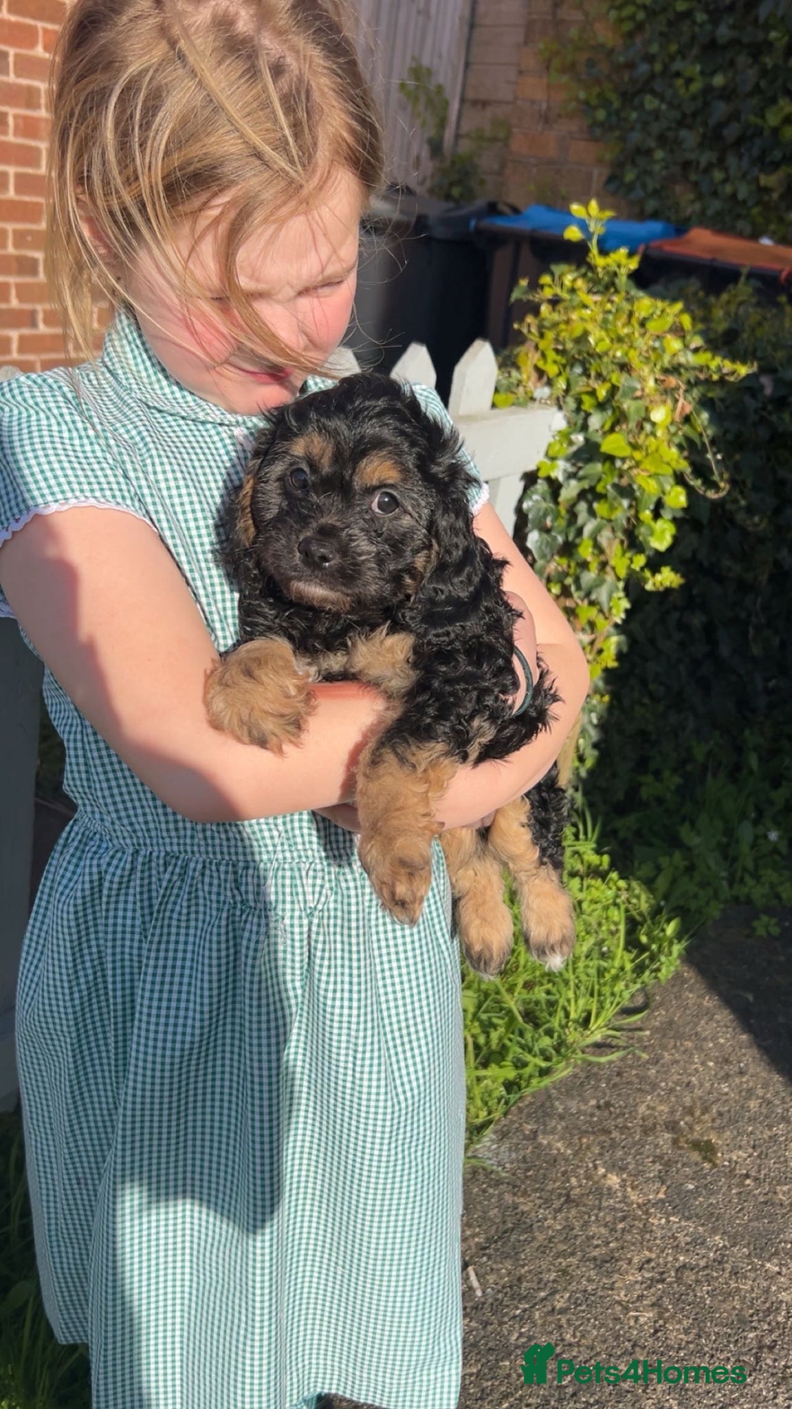 Cavapoo dogs Cavapoo boys and girls  - Advert 15