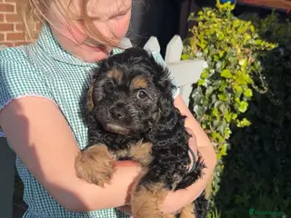 Cavapoo dogs Cavapoo boys and girls - Advert 4