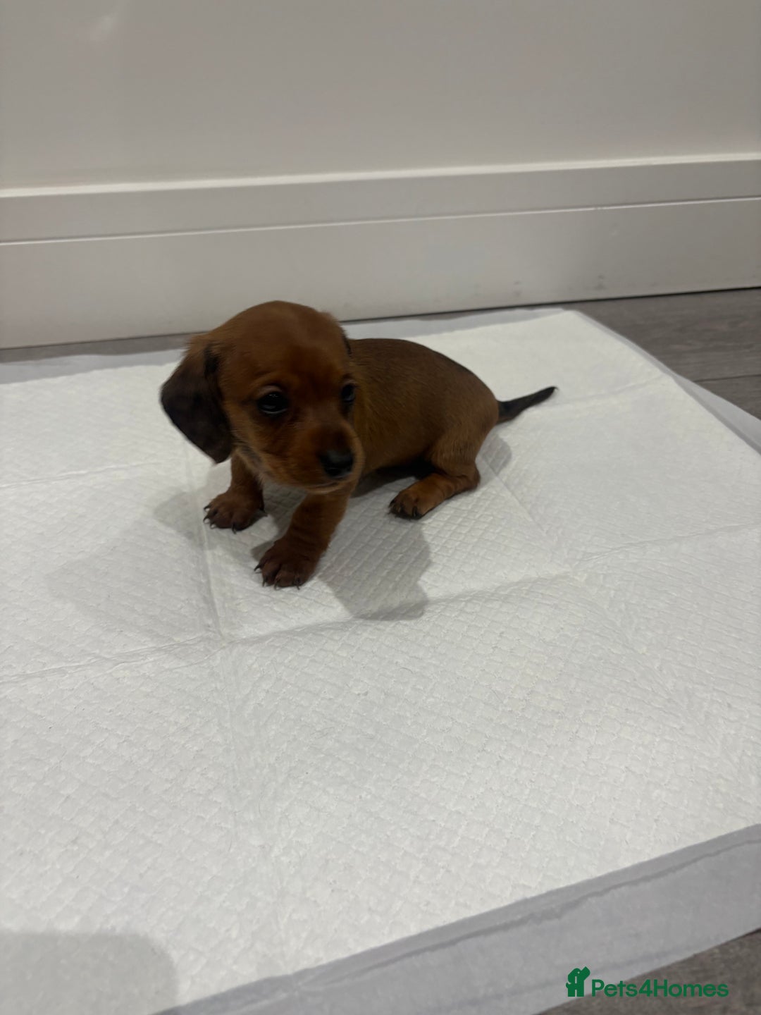 Miniature Dachshund dogs for sale: Beautiful little miniature dachshund girl  - Image 5