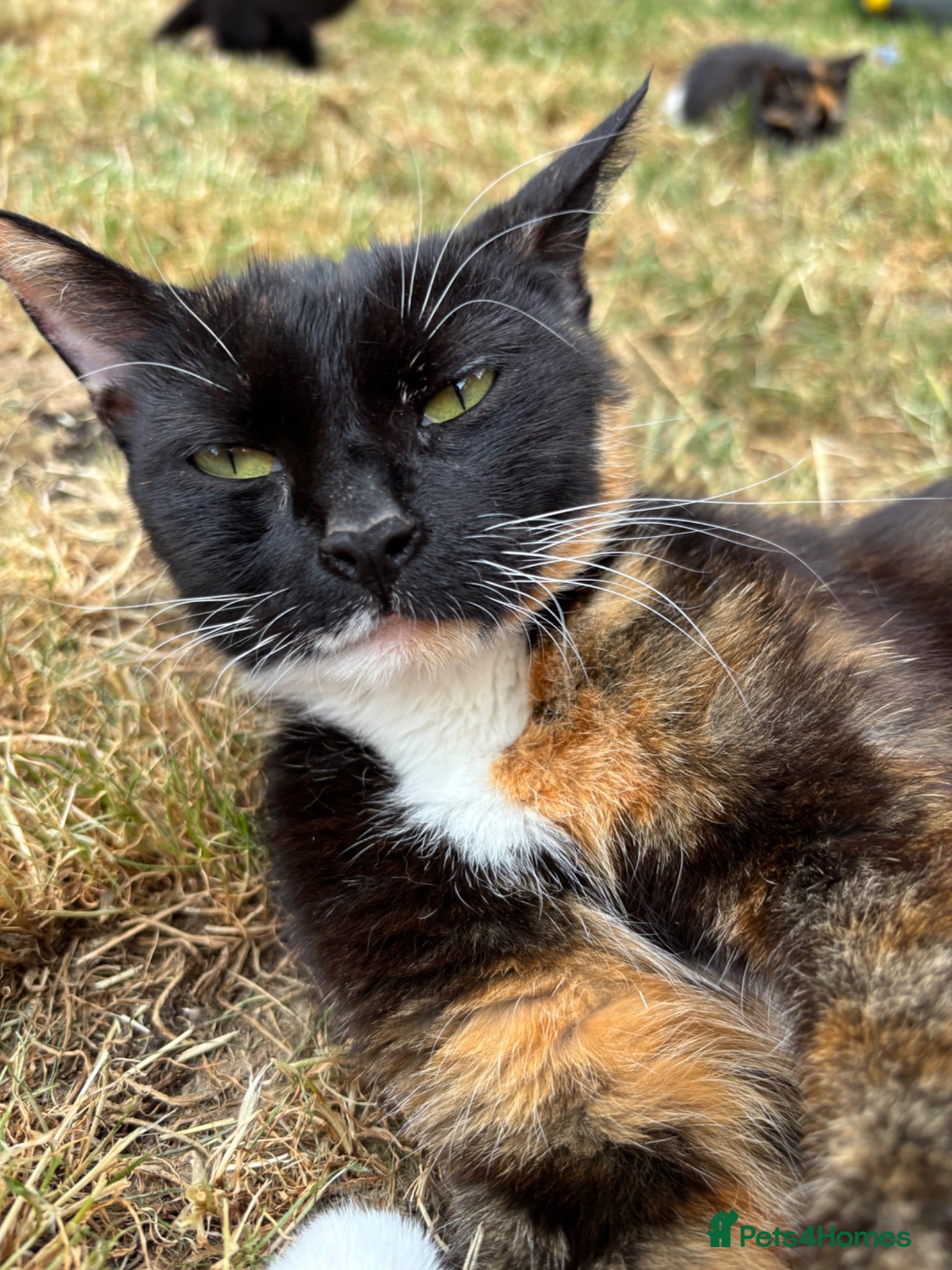 Mixed Breed cats Kittens Looking for Loving Families - Advert 2