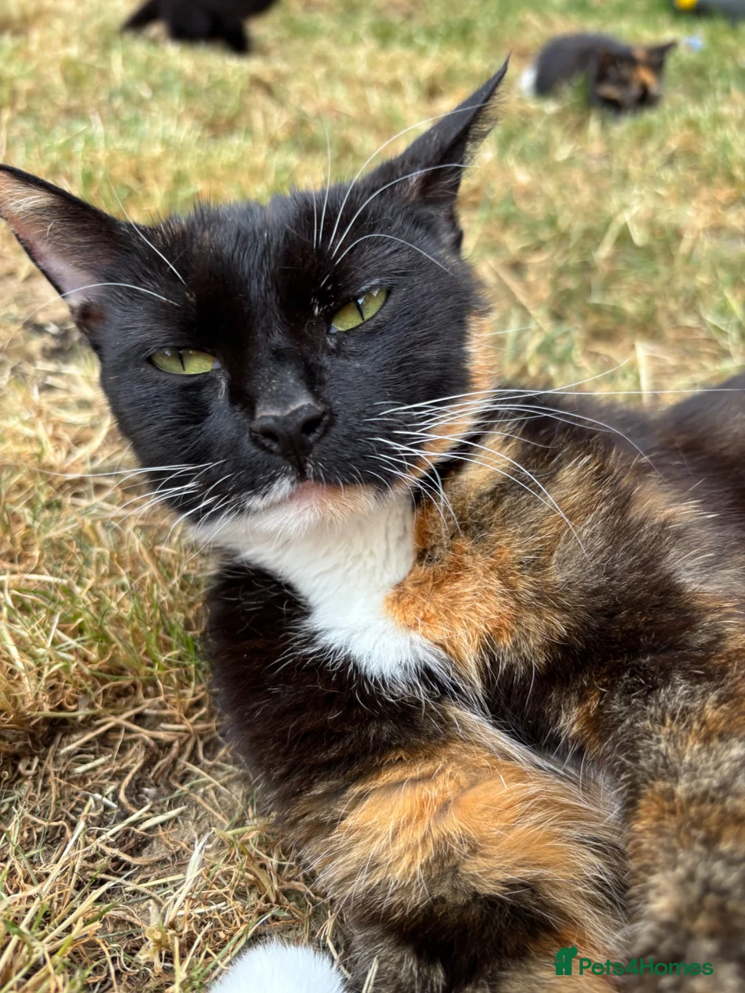 Mixed Breed cats for sale: Kittens Looking for Loving Families - Advert 1