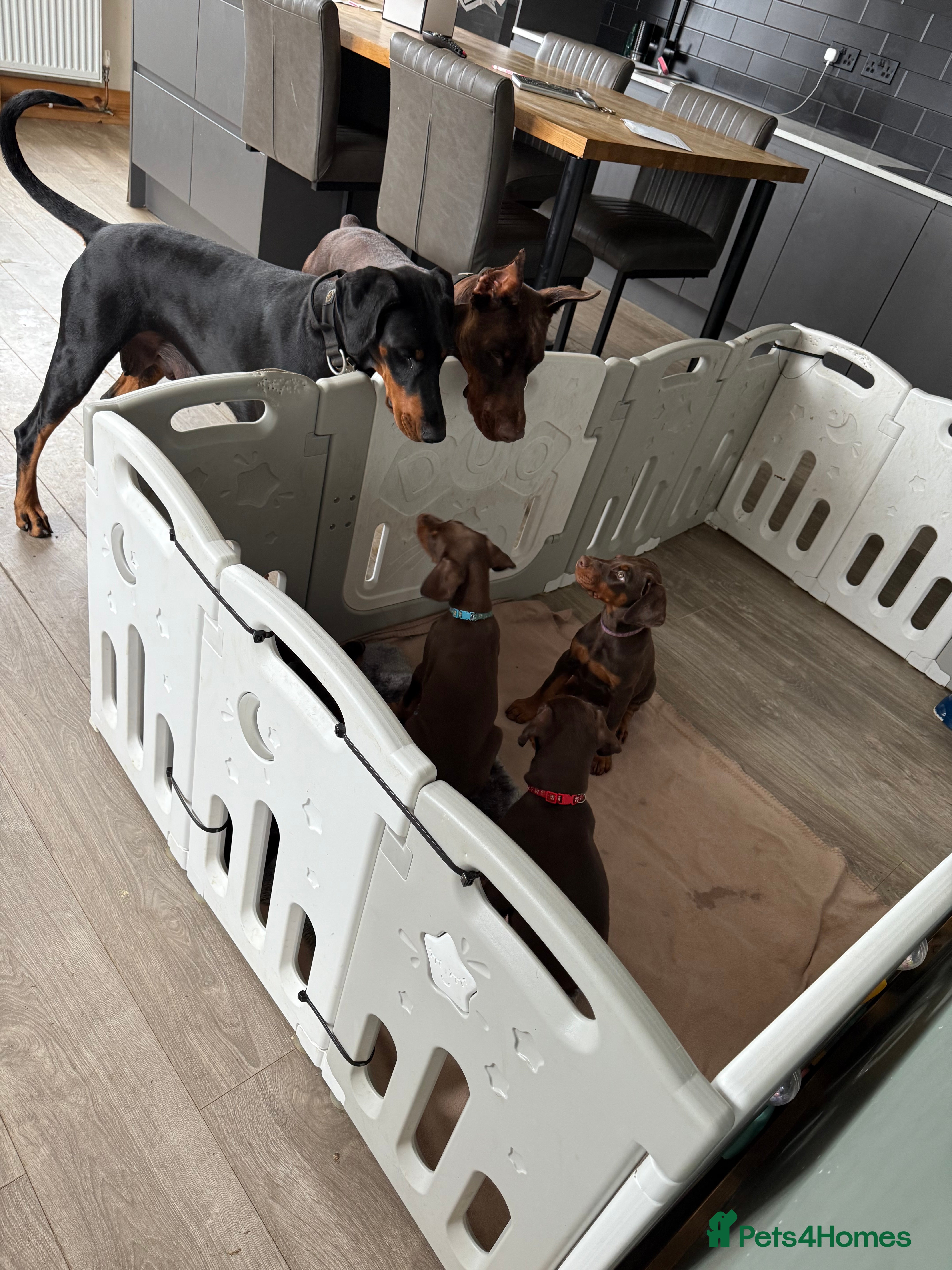 Dobermann dogs OUTSTANDING FULL EUROPEAN DOBERMAN - Advert 4