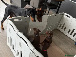 Dobermann dogs OUTSTANDING FULL EUROPEAN DOBERMAN - Advert 4