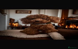 Cockapoo dogs for sale: Stunning f1b cockapoo's for sale  - Image 4