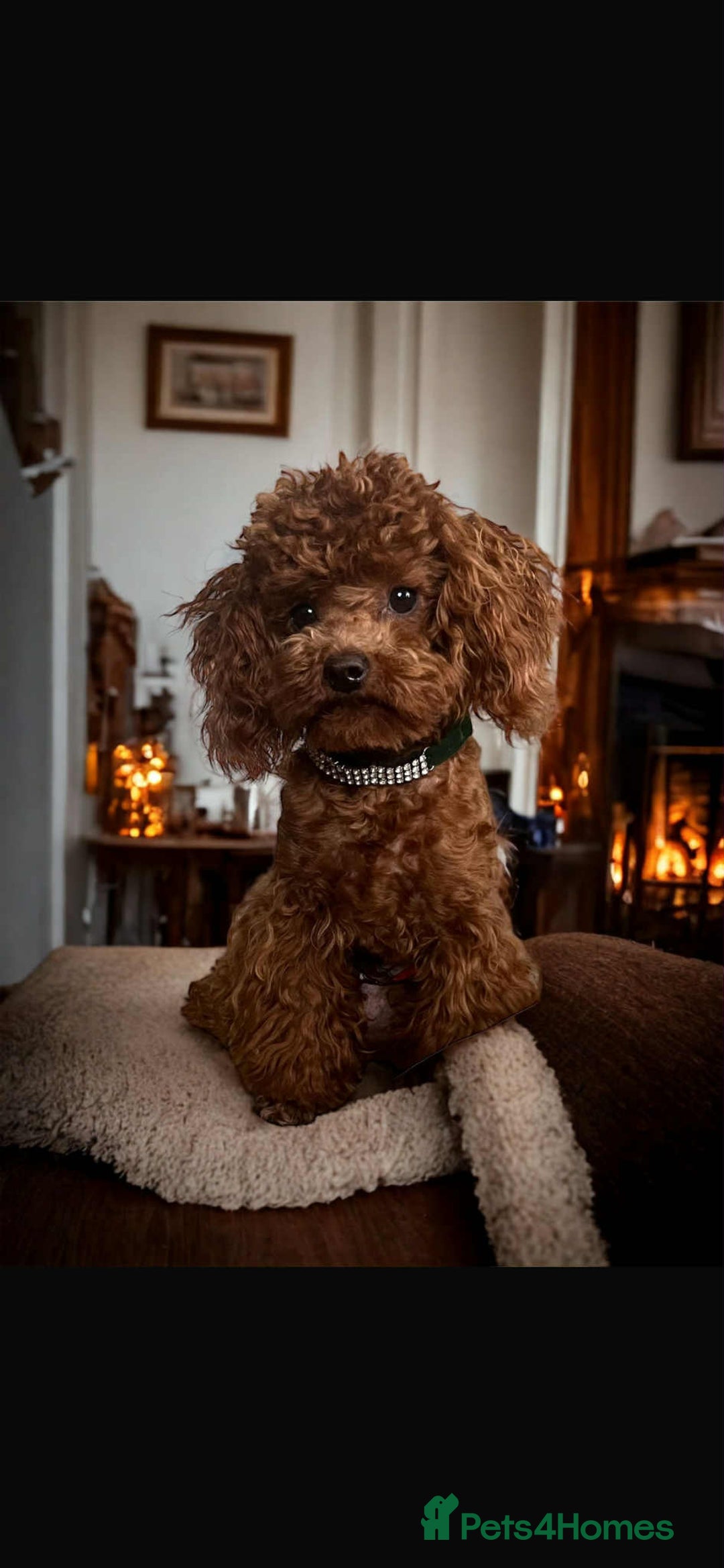 Cockapoo dogs for sale: Stunning f1b cockapoo's for sale  - Image 4