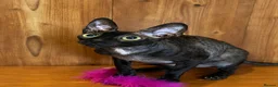 Cornish Rex cats for sale: Beautiful Pedigree Cornish Rex Girl 2 years old  - Advert 1