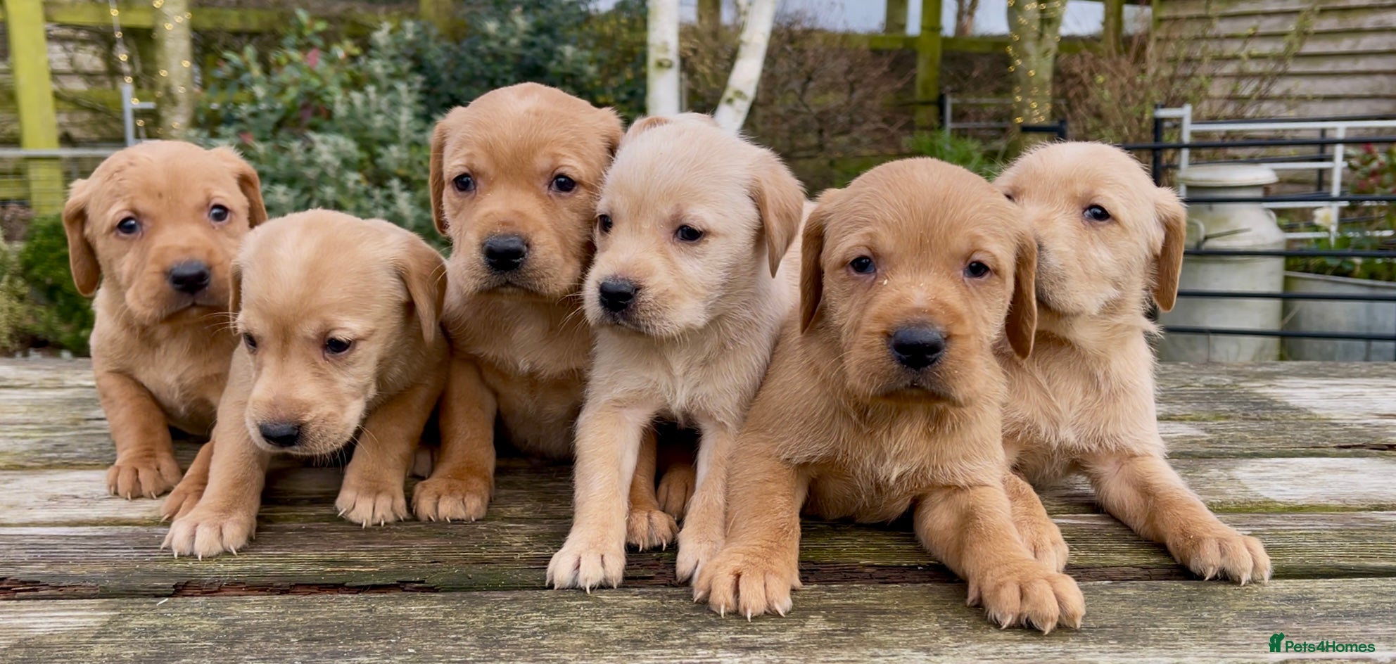 Mixed Breed dogs Golden Retriever x Wire Haired Hungarian Vizsla  - Advert 1