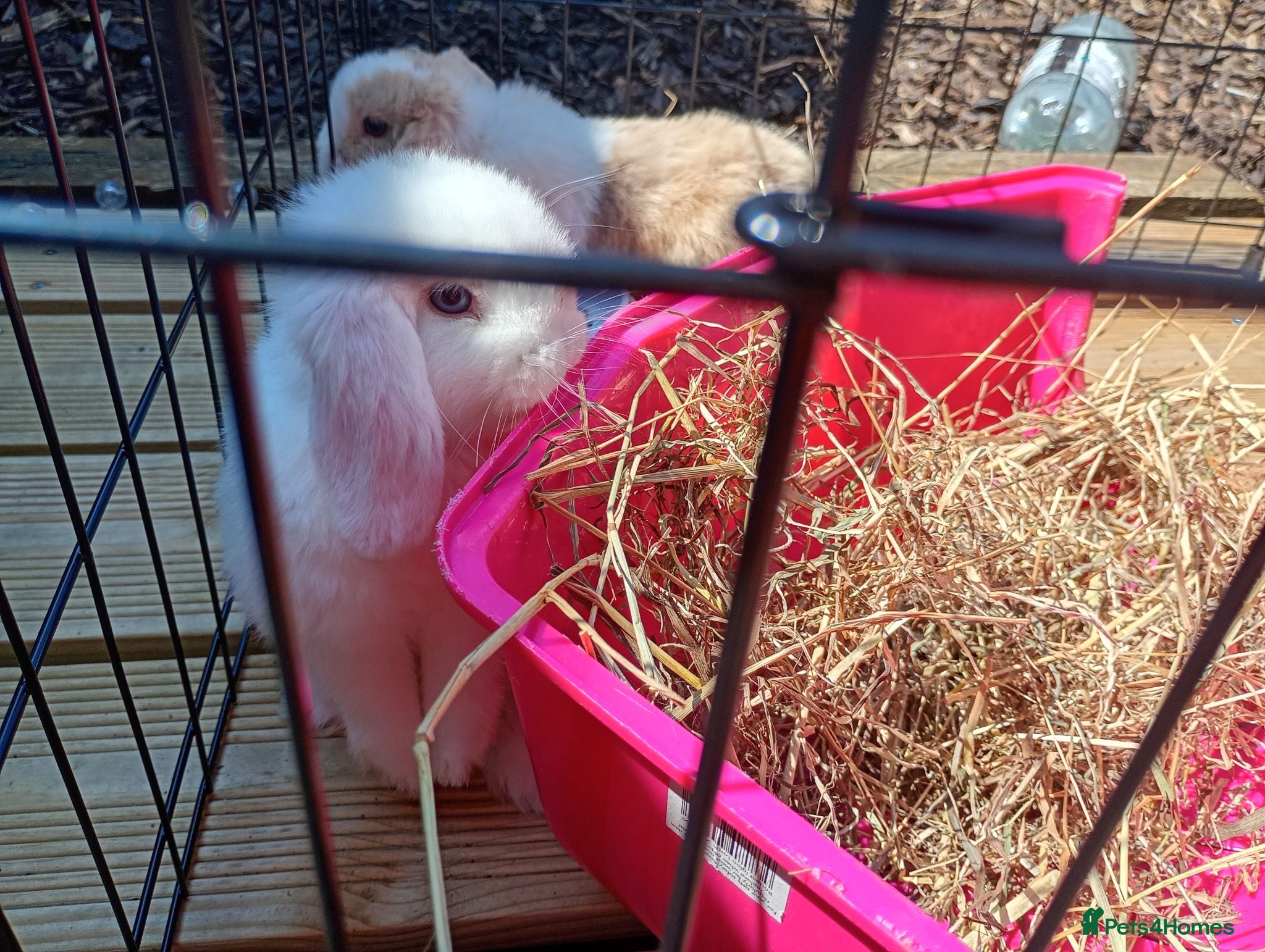 Mini Lion Lop rabbits Mini lops - ready to leave - Advert 1
