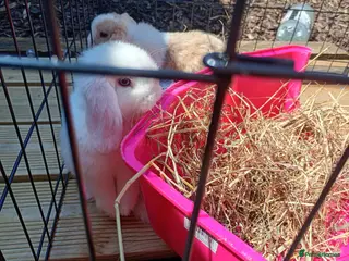 Mini Lion Lop rabbits Mini lops - ready to leave - Advert 1