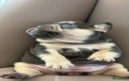 French Bulldog dogs for sale: Chunky French bulldog puppies  - Image 37