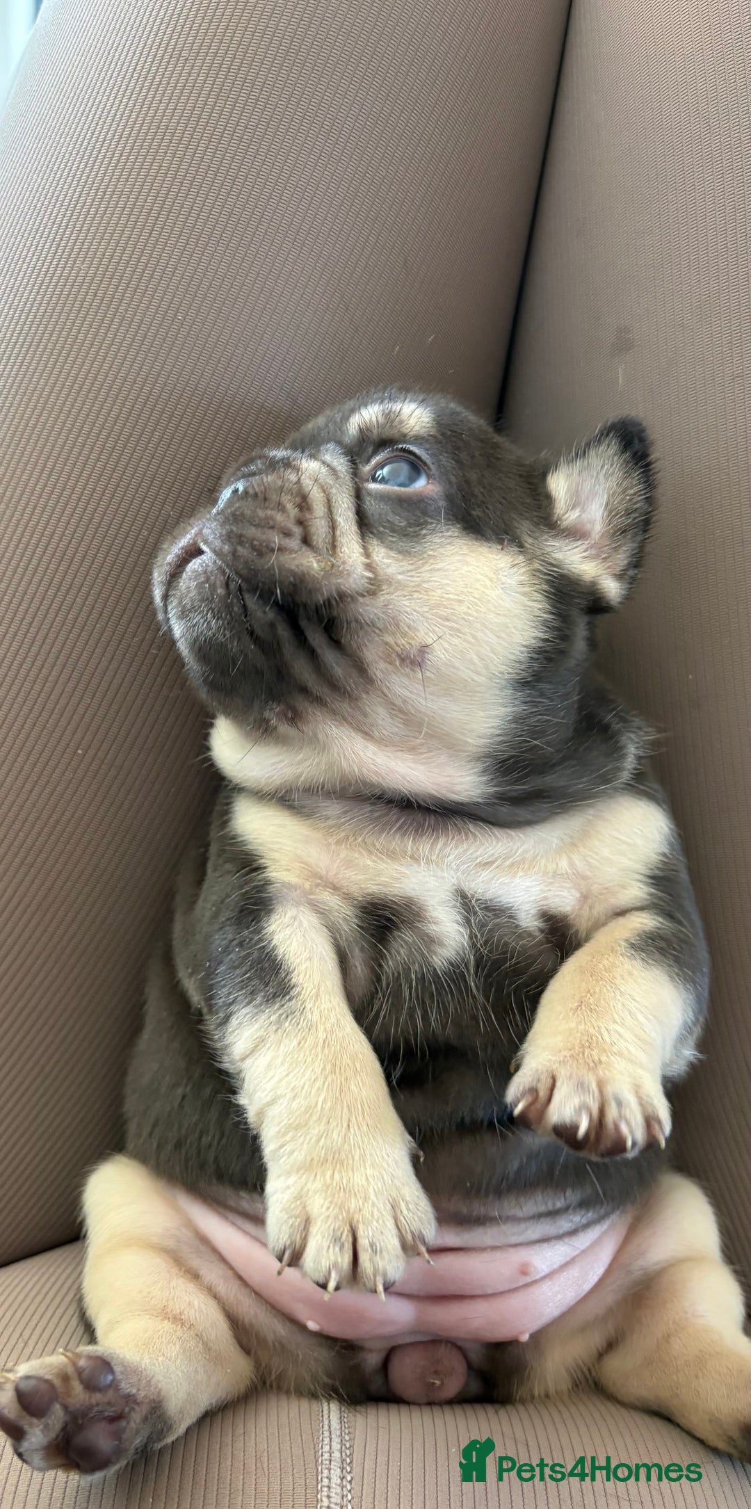 French Bulldog dogs for sale: Chunky French bulldog puppies  - Image 37
