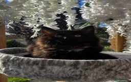 Ragcoon cats for sale: Beautiful ragcoon kittens - Image 25
